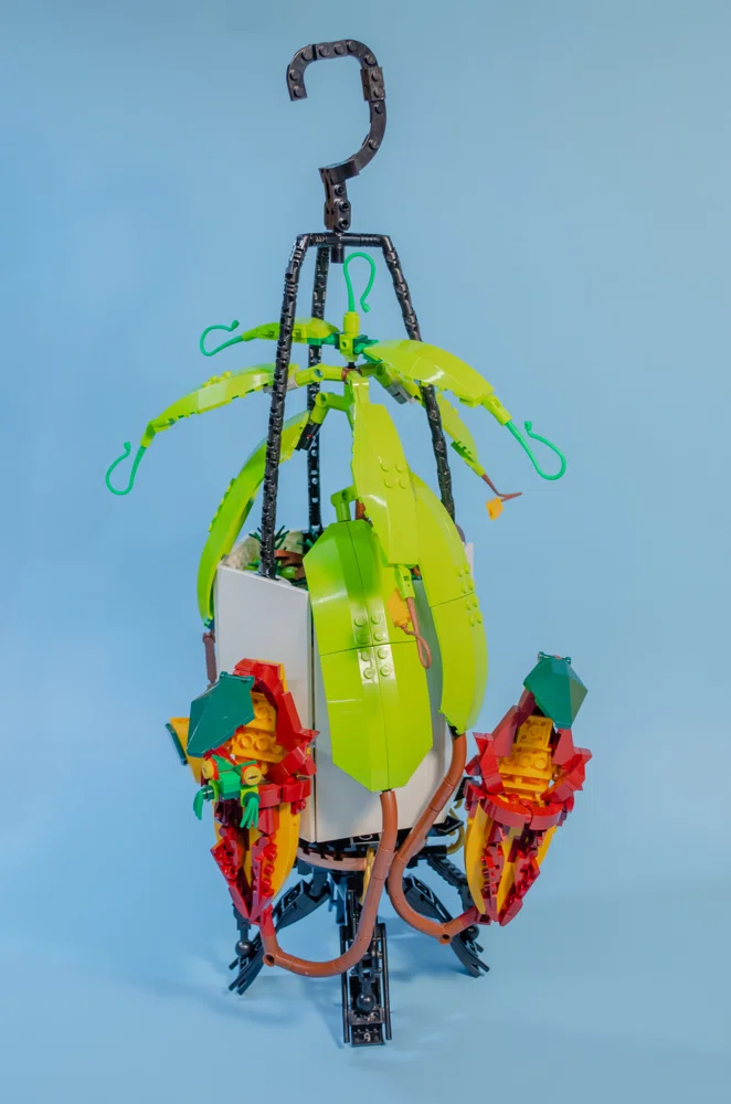 Nepenthes (Tropical Pitcher Plant)