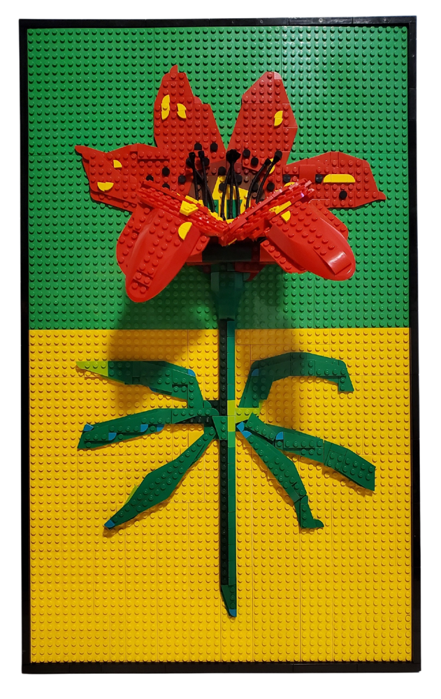 Western Red Lily