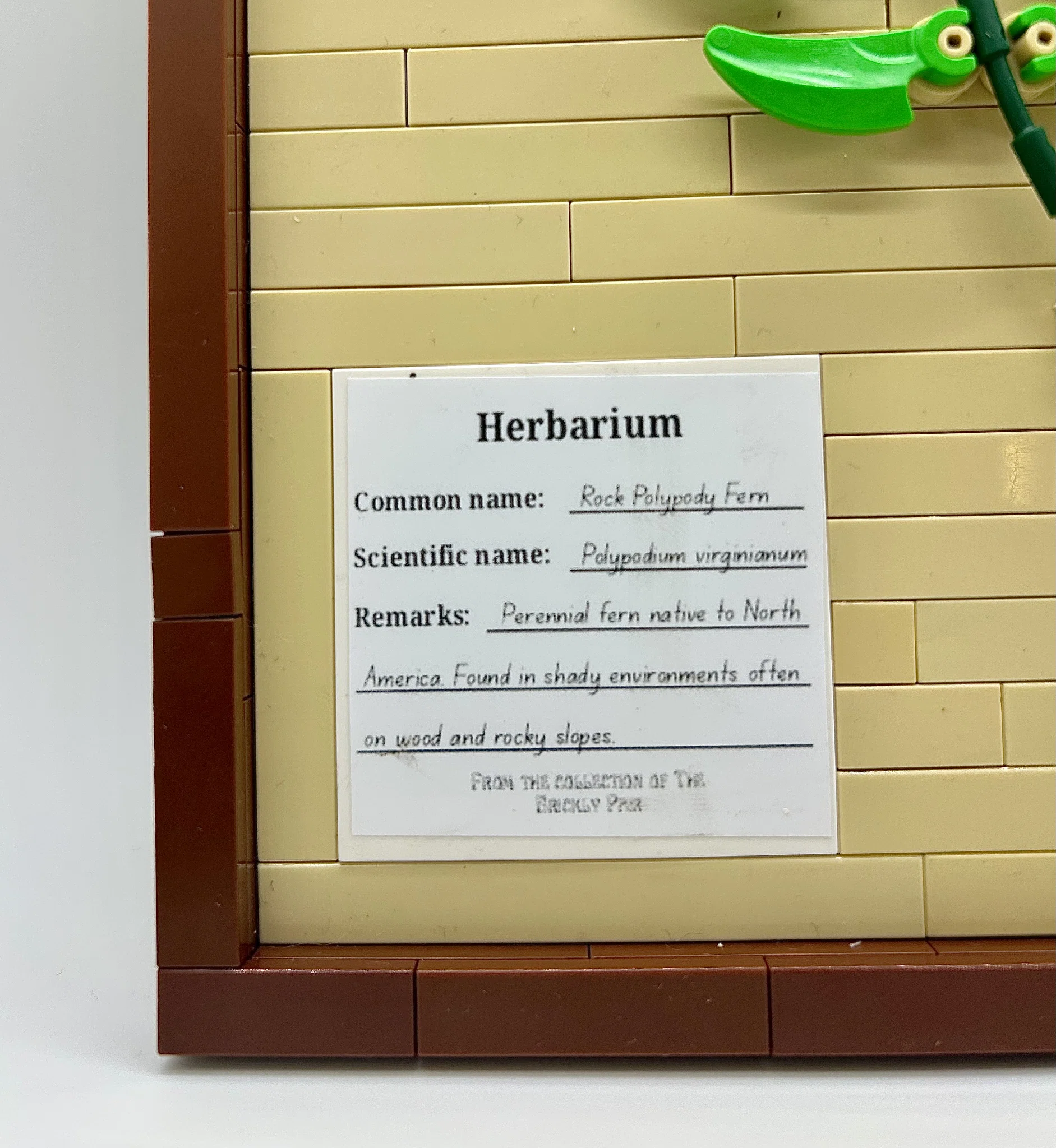 Fern Herbarium Specimen – image 2