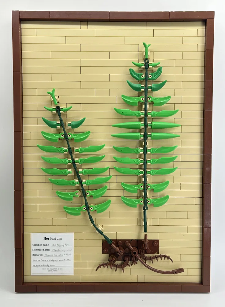 Fern Herbarium Specimen